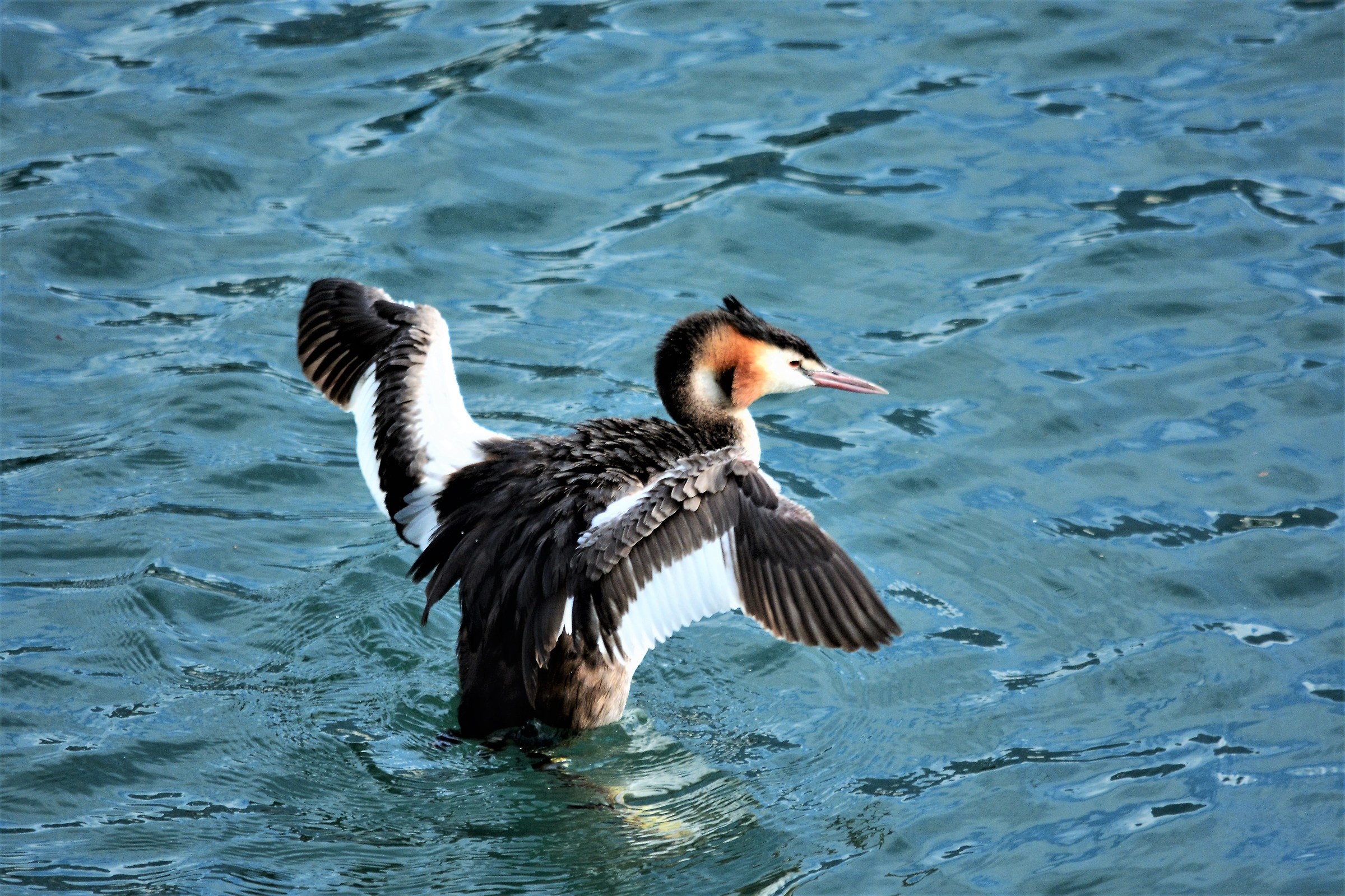 Grebe