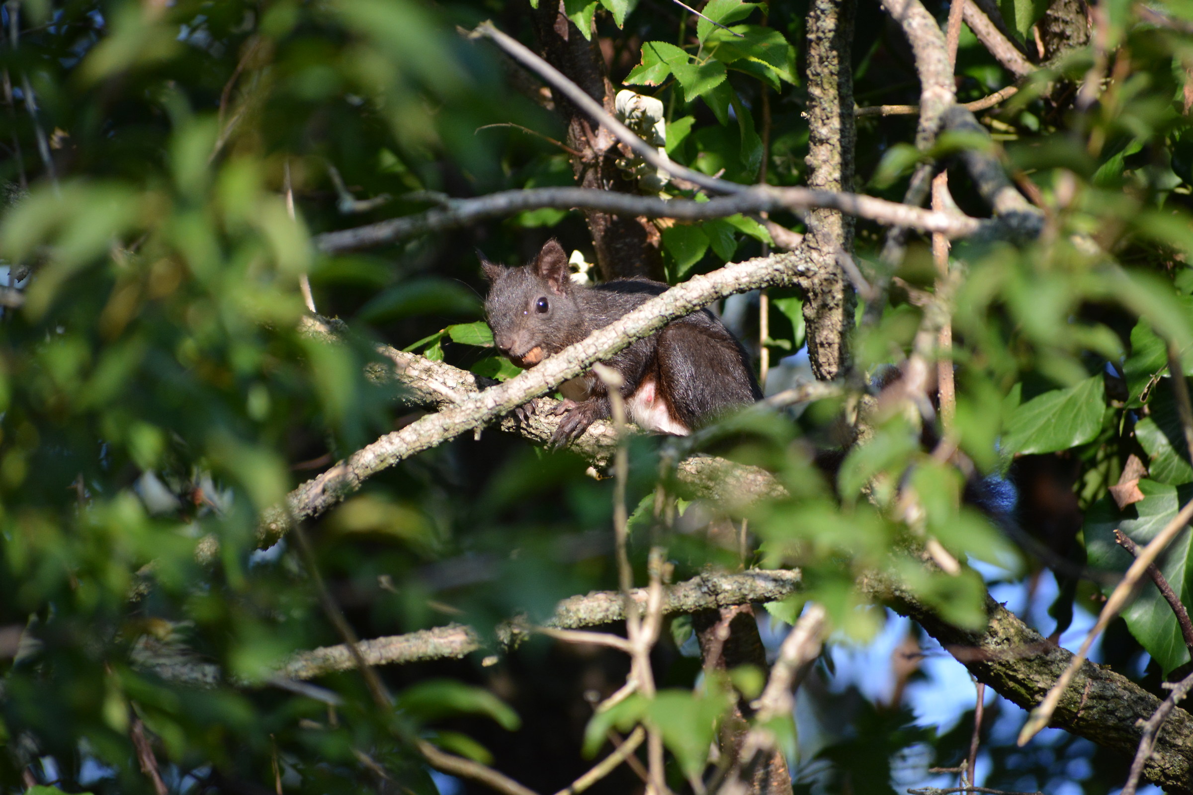 scoiattolo mangiatore