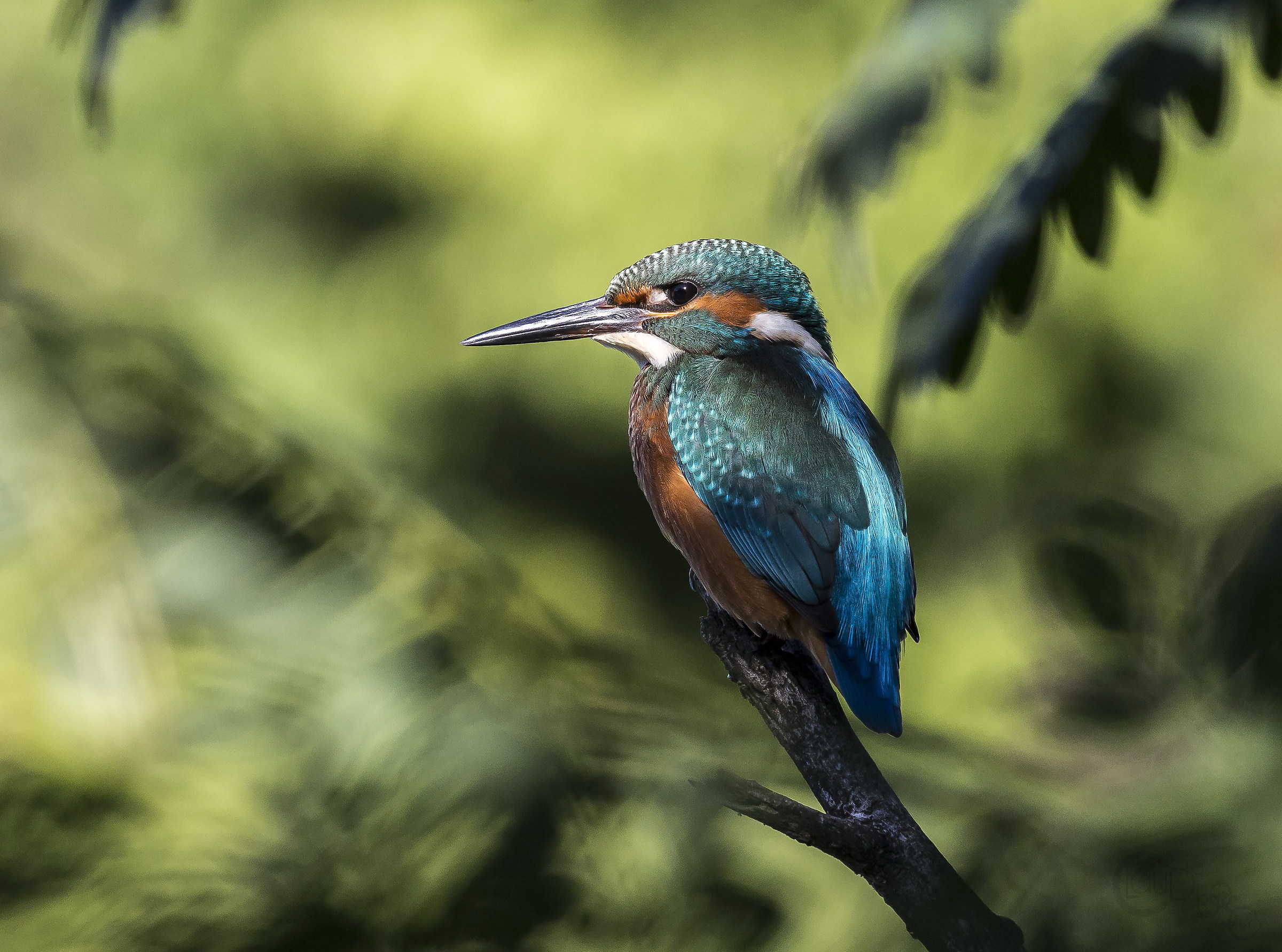 Kingfisher