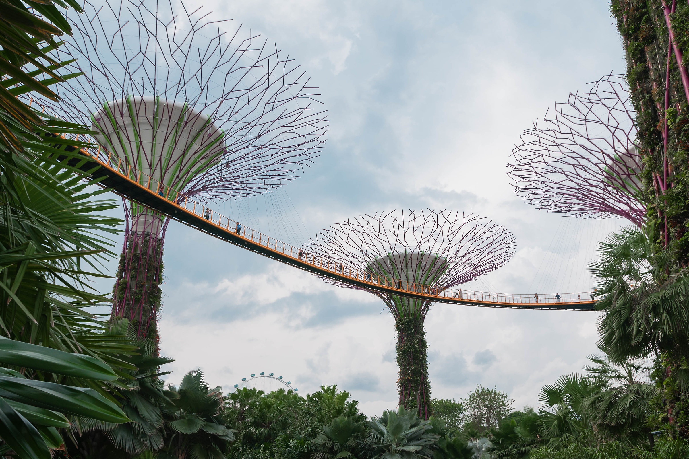 Supertrees @ Gardens by the Bay