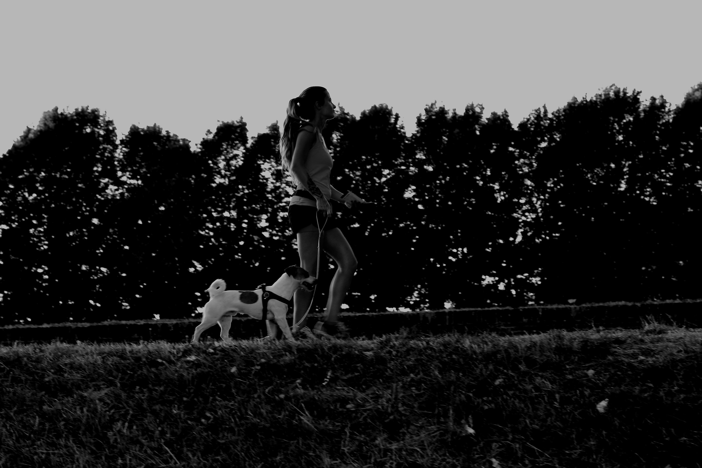 a walk on the wall with the dog