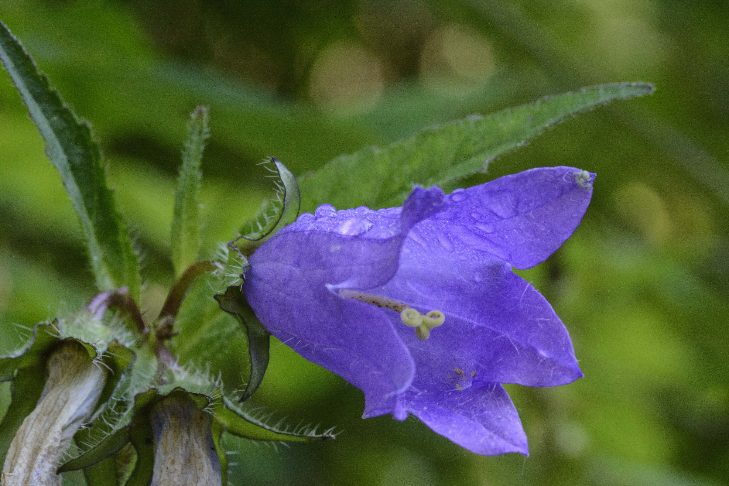 Campanula
