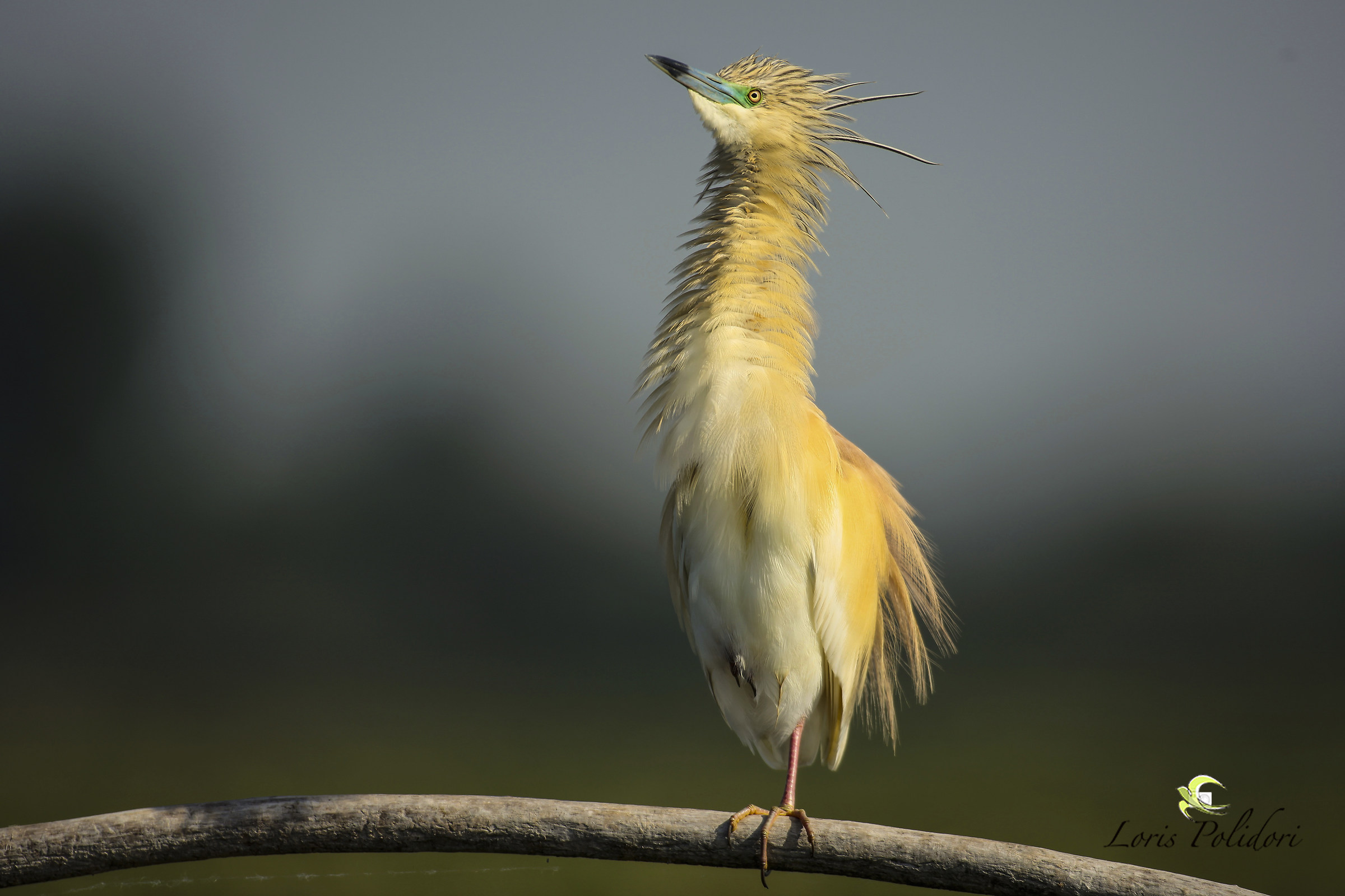 Shaggy twisted brunette