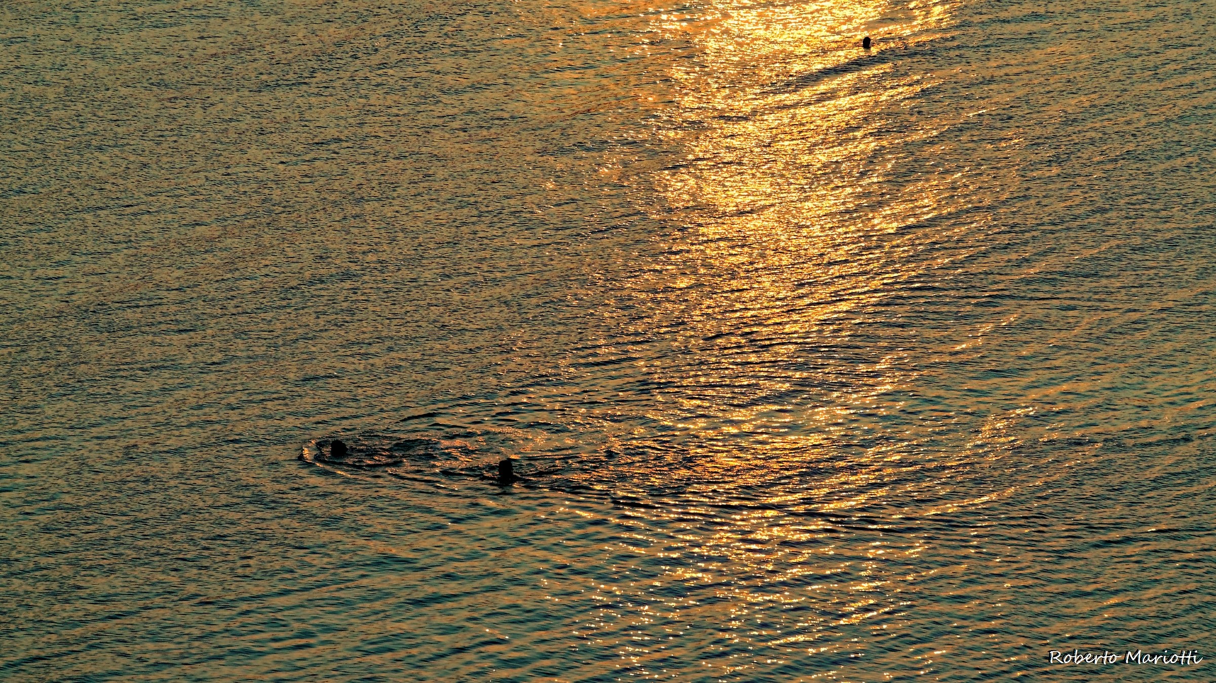 Swimming in the sunset