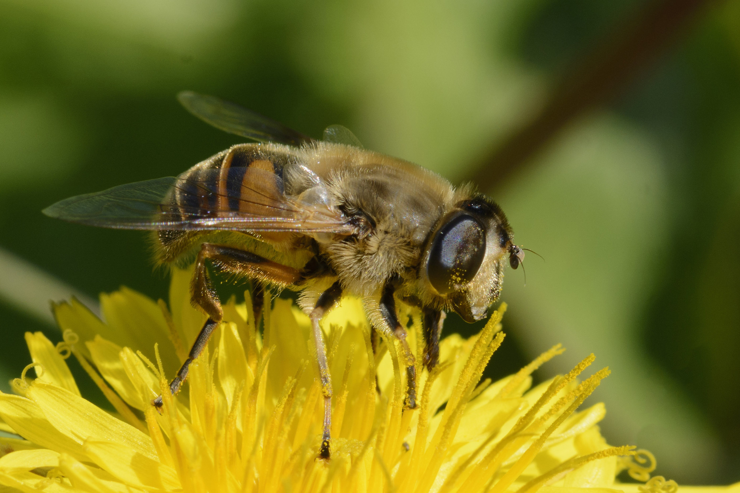 Eristalis tenax