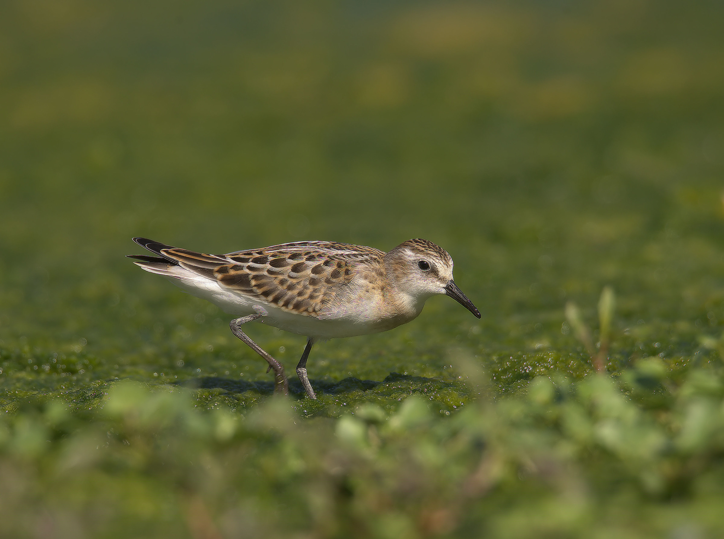 Gambecchio common juv