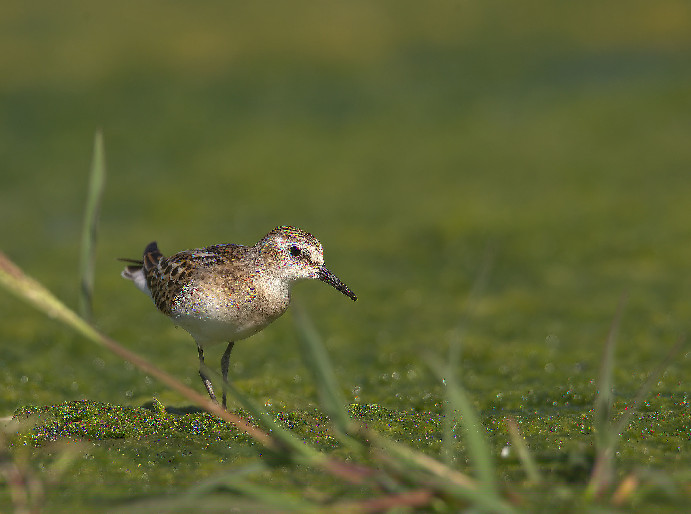 Gambecchio common juv