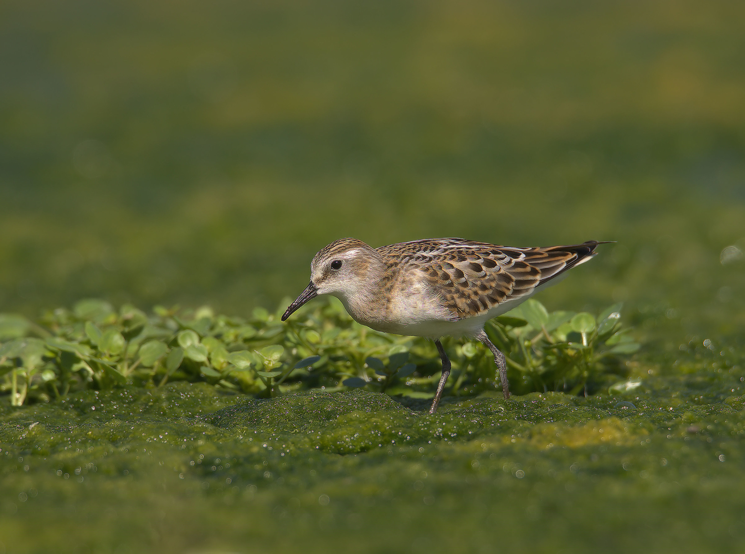 Gambecchio common juv