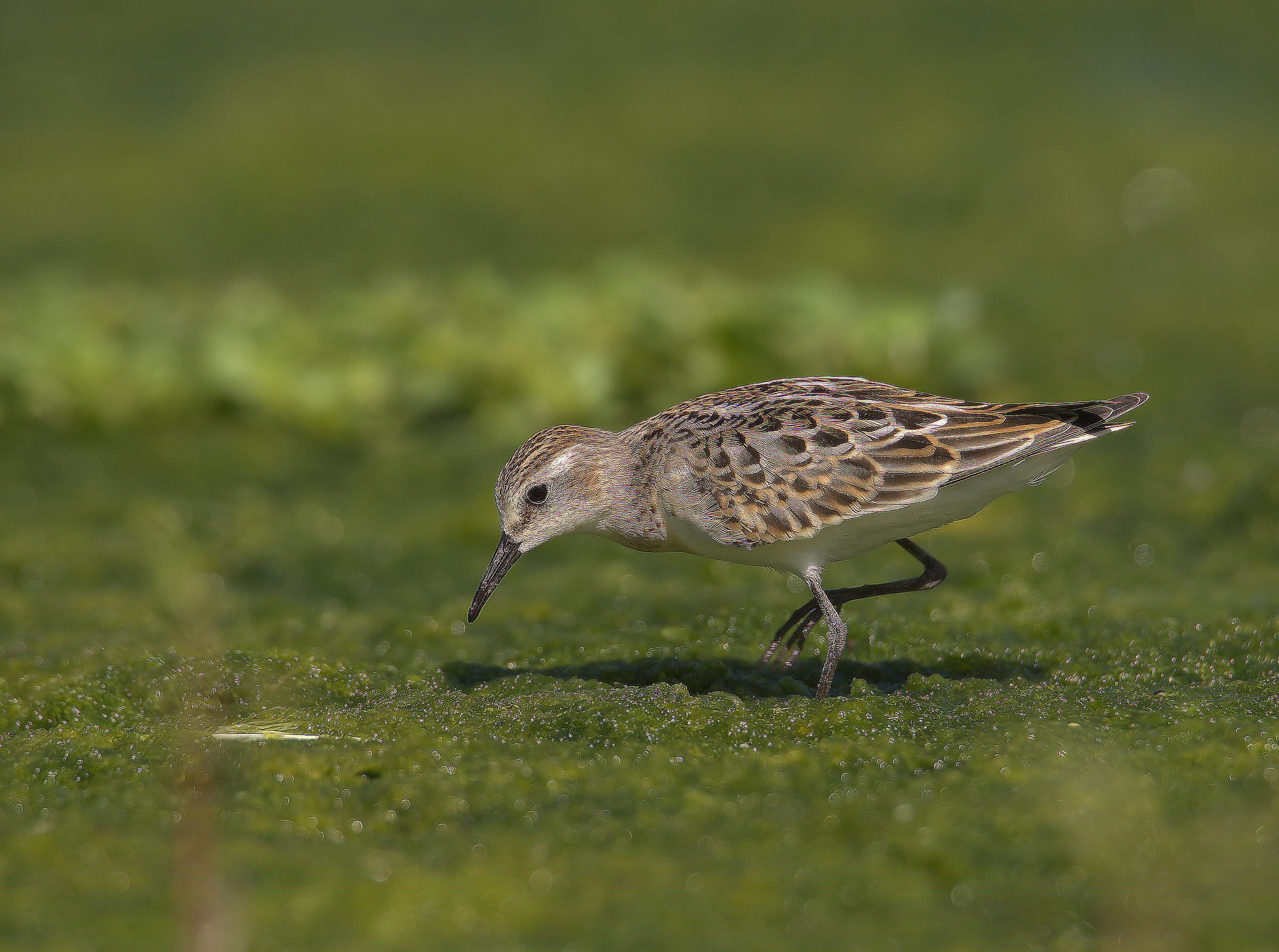 Gambecchio common juv