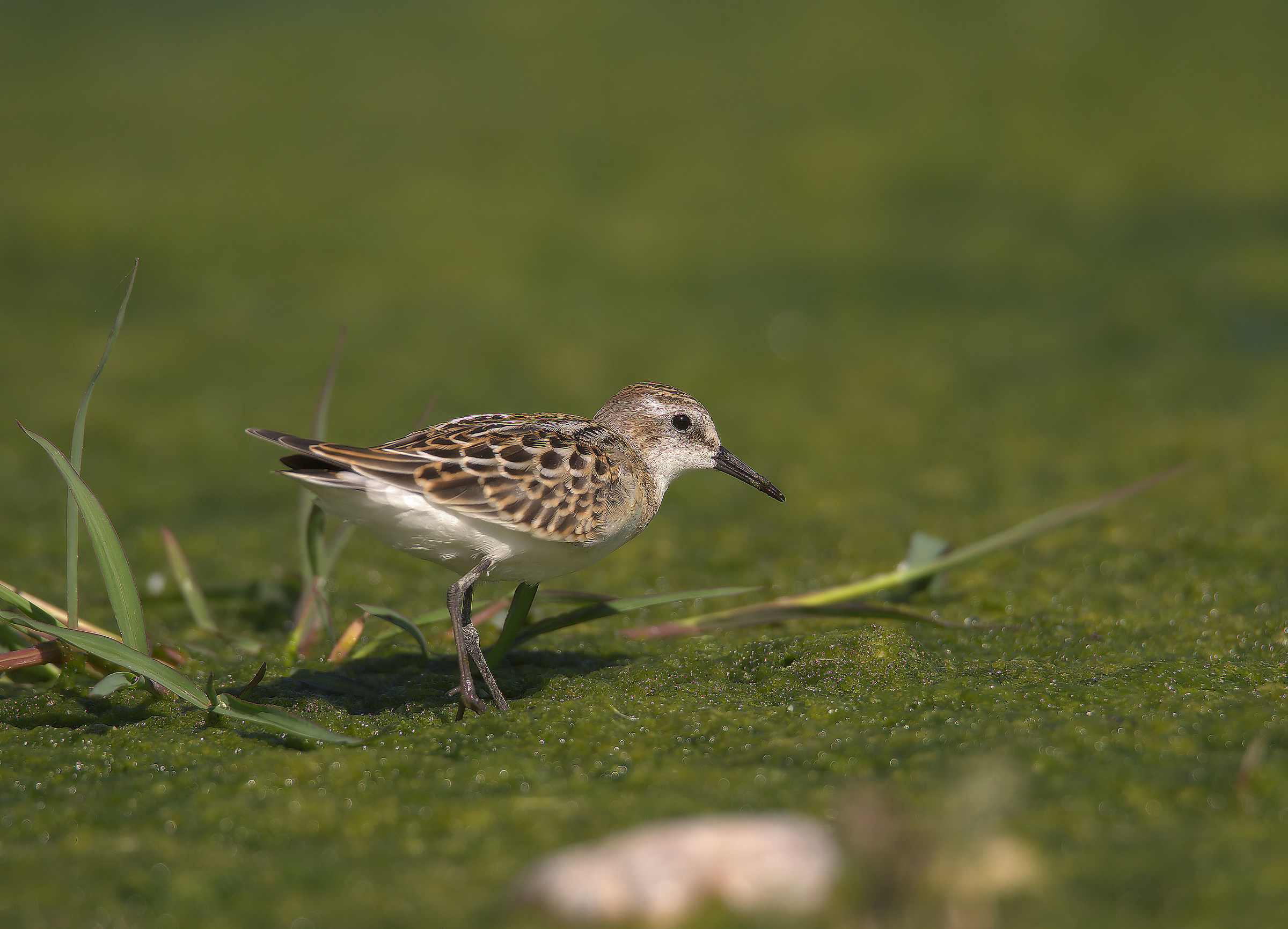 Gambecchio common juv