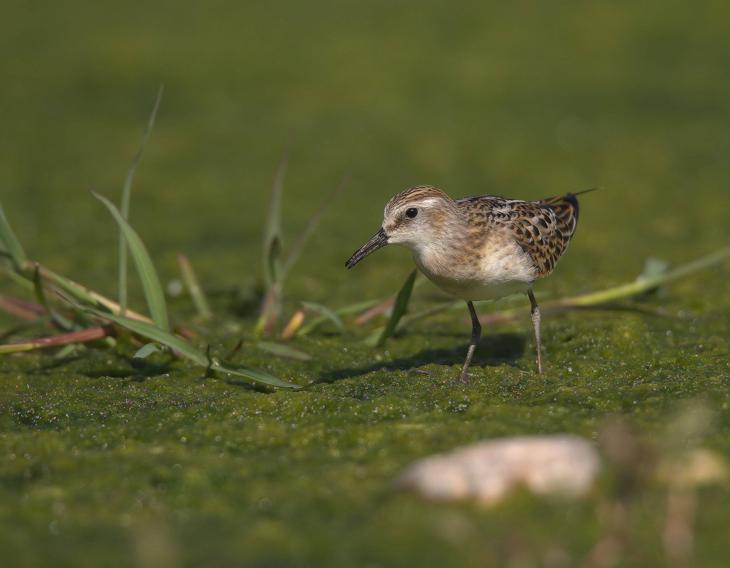 Gambecchio common juv