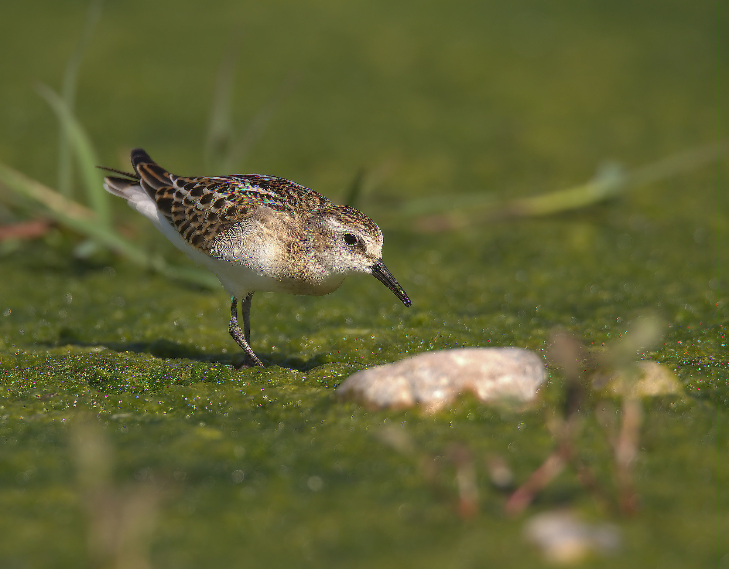 Gambecchio common juv