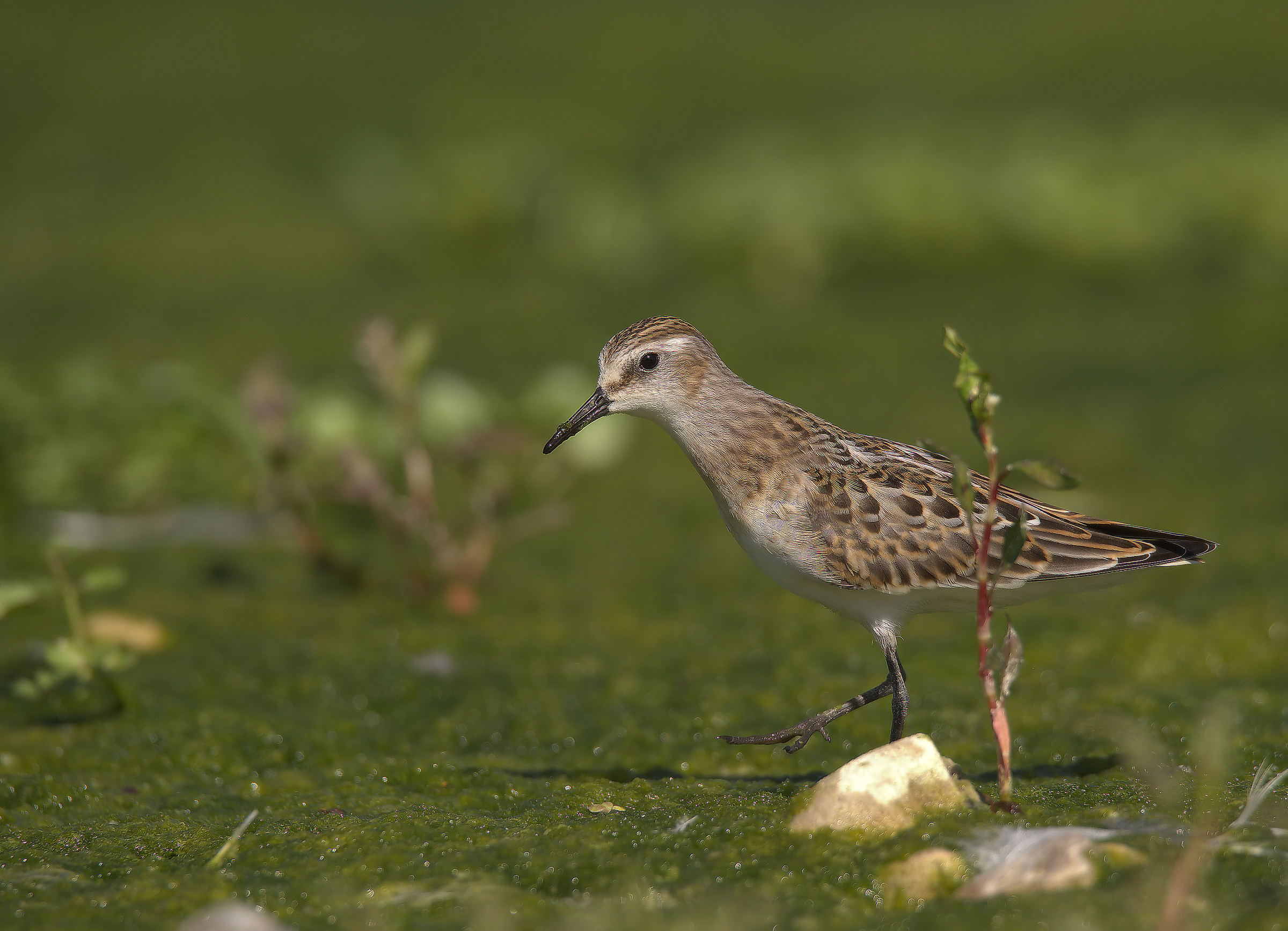 Gambecchio common juv
