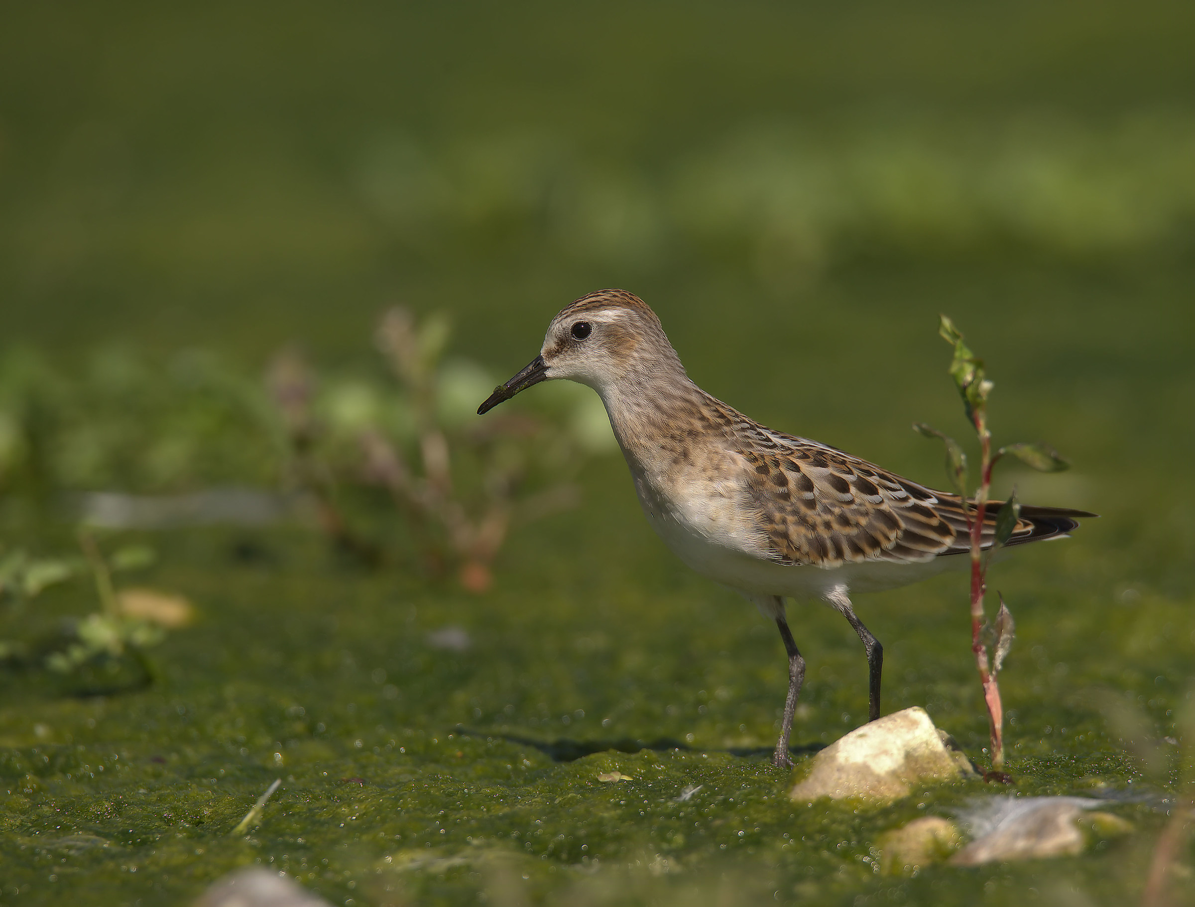 Gambecchio common juv