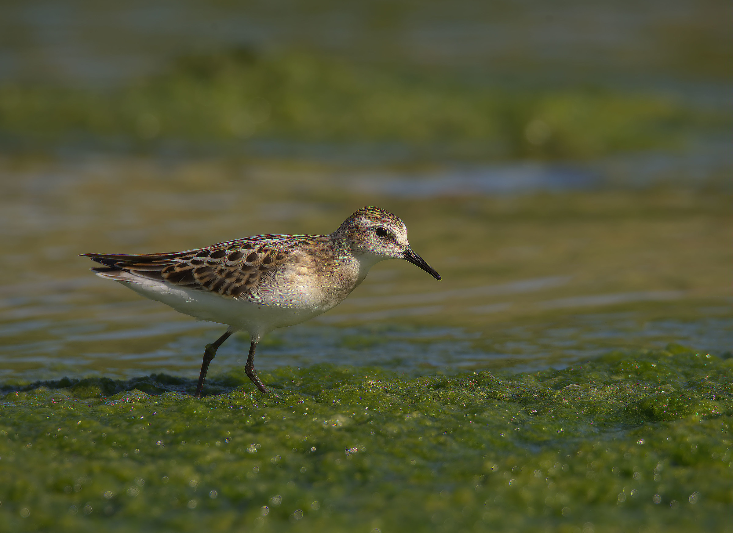 Gambecchio common juv