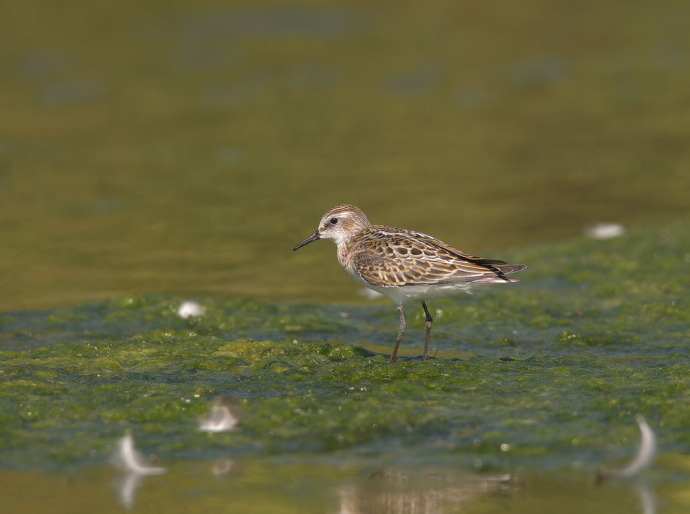 Gambecchio common juv