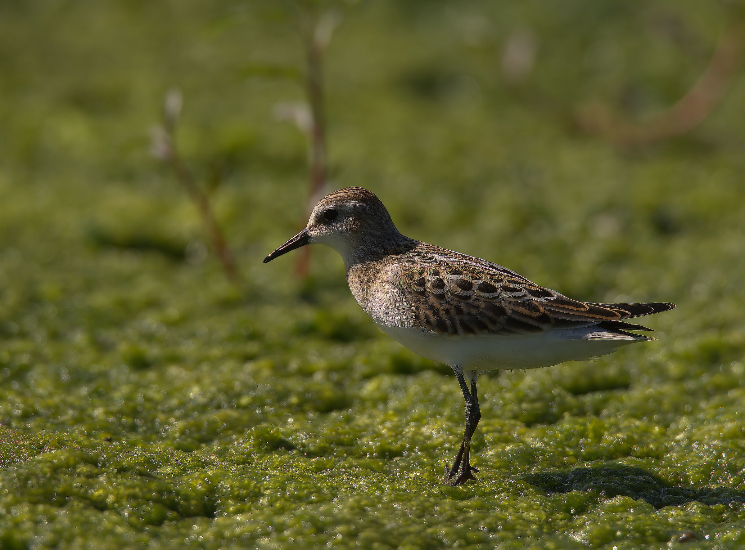 Gambecchio common juv