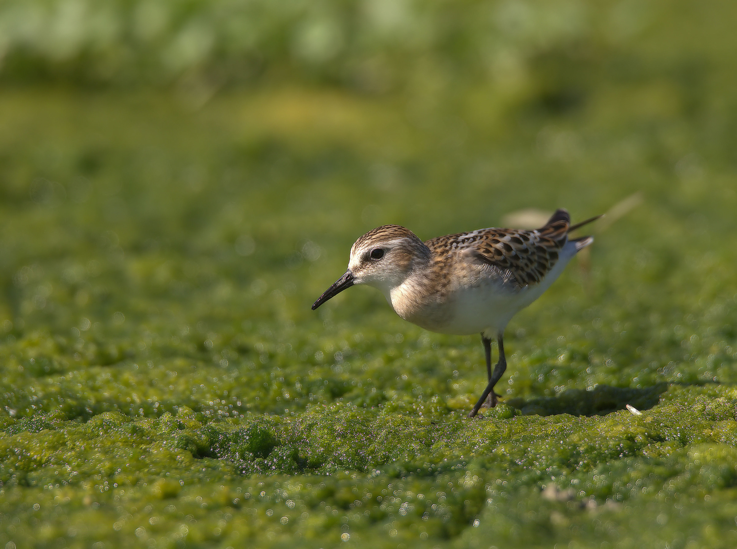 Gambecchio common juv
