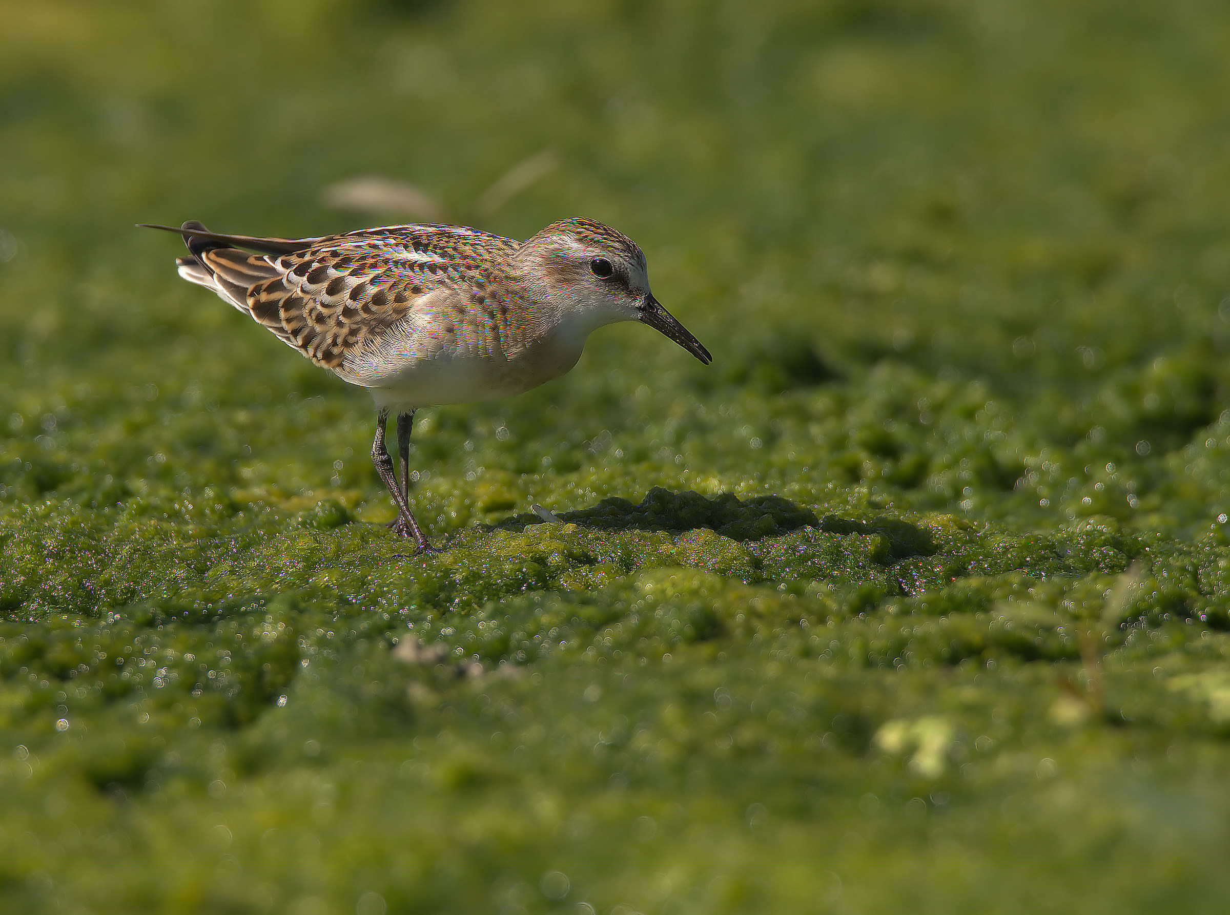 Gambecchio common juv