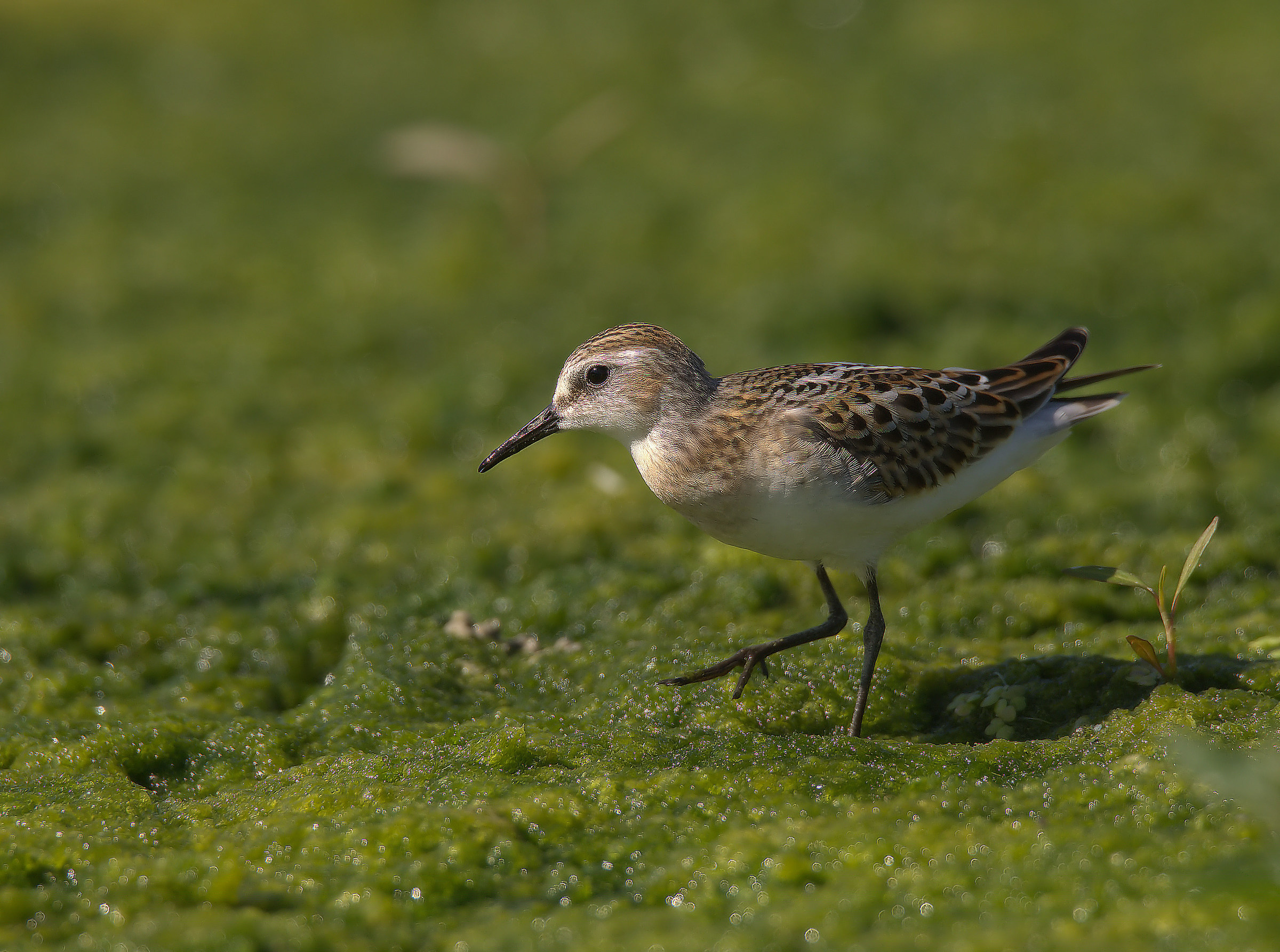 Gambecchio common juv