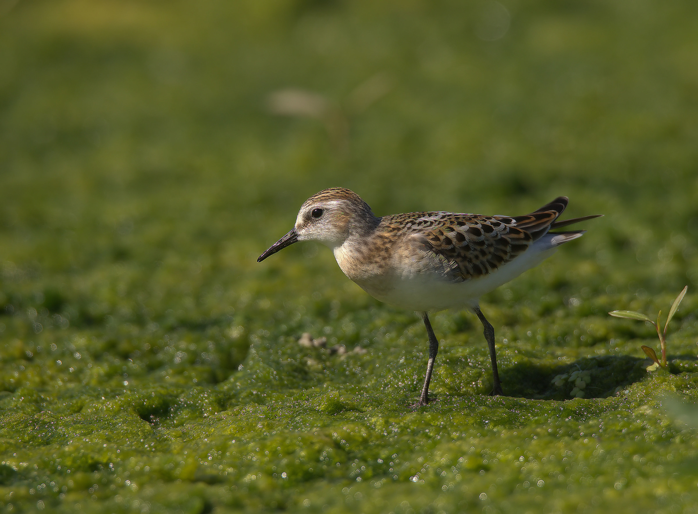 Gambecchio common juv