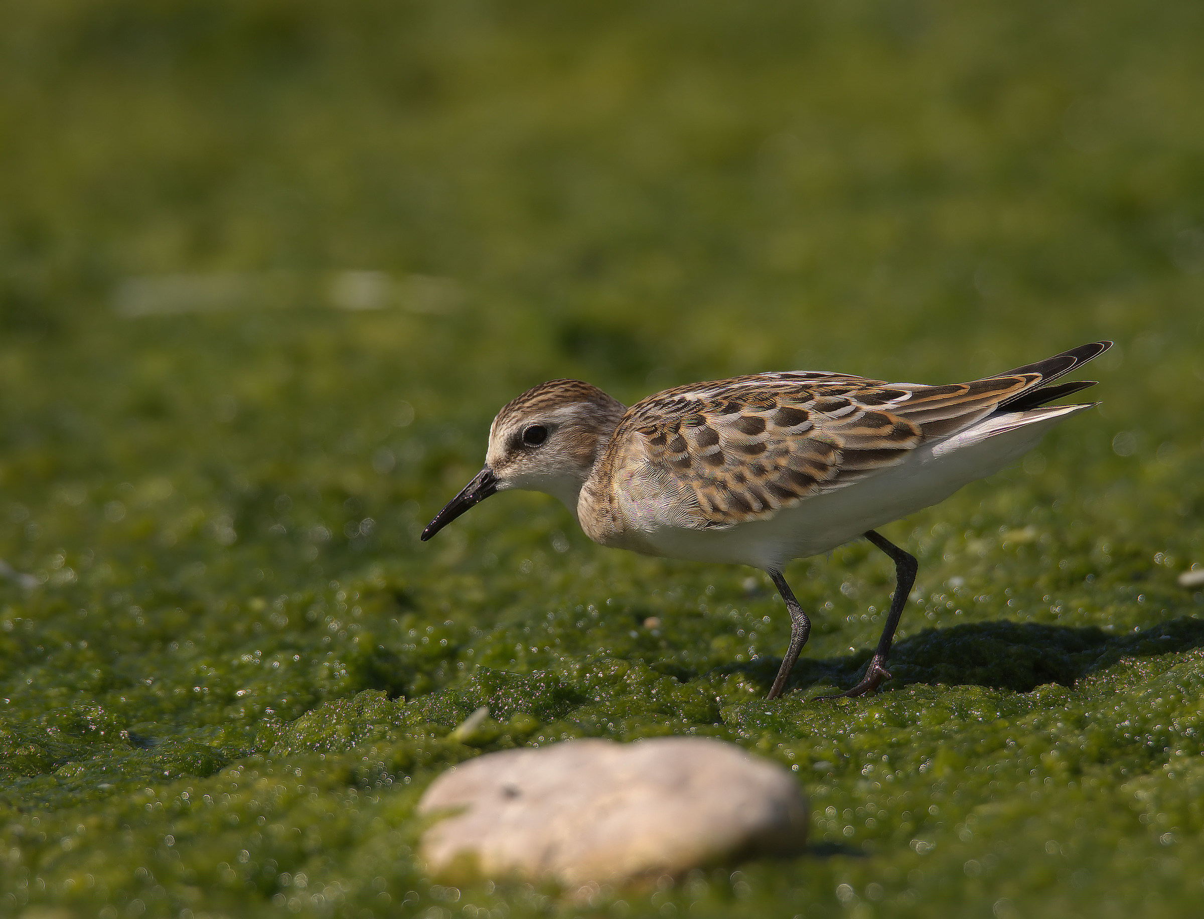 Gambecchio common juv