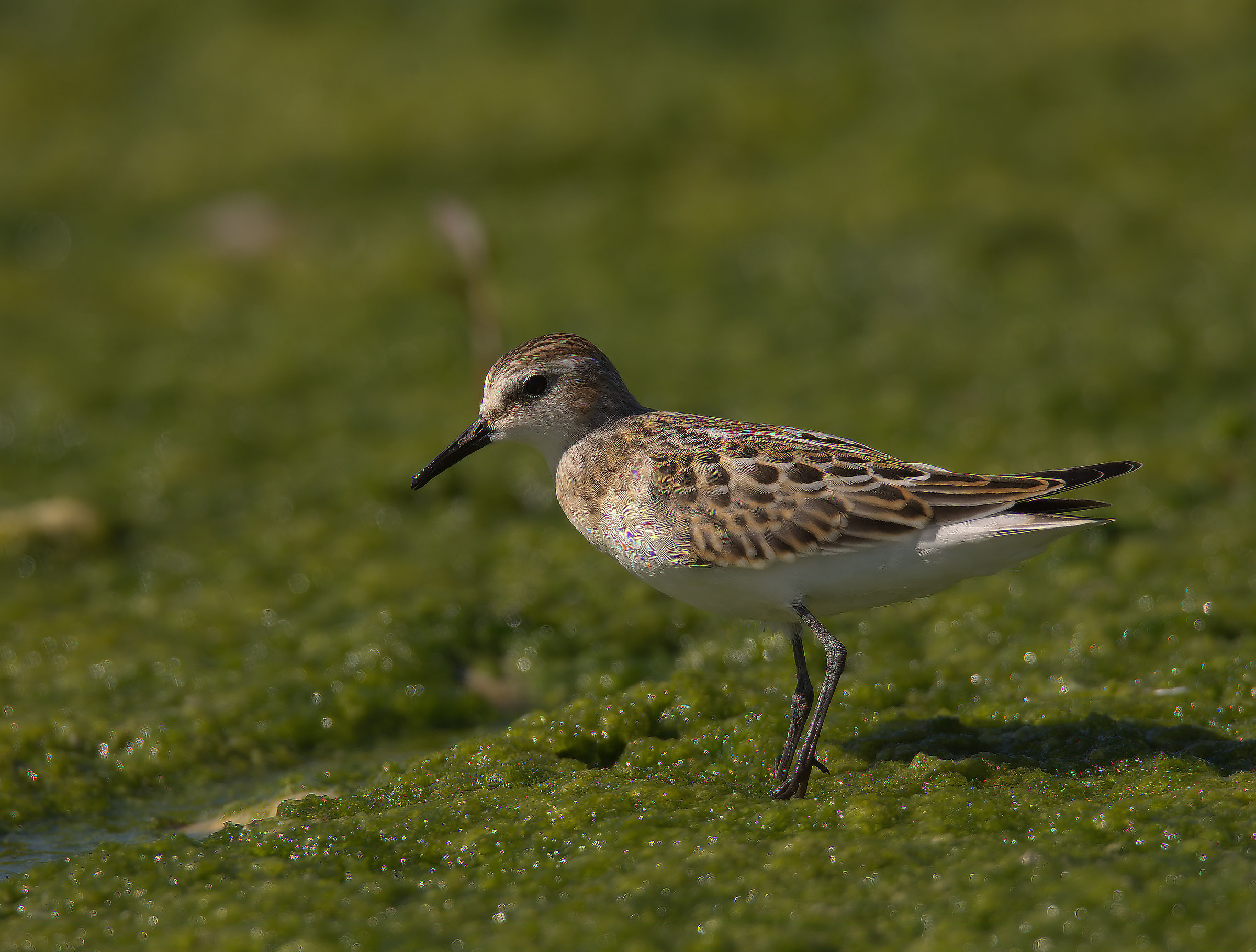 Gambecchio common juv