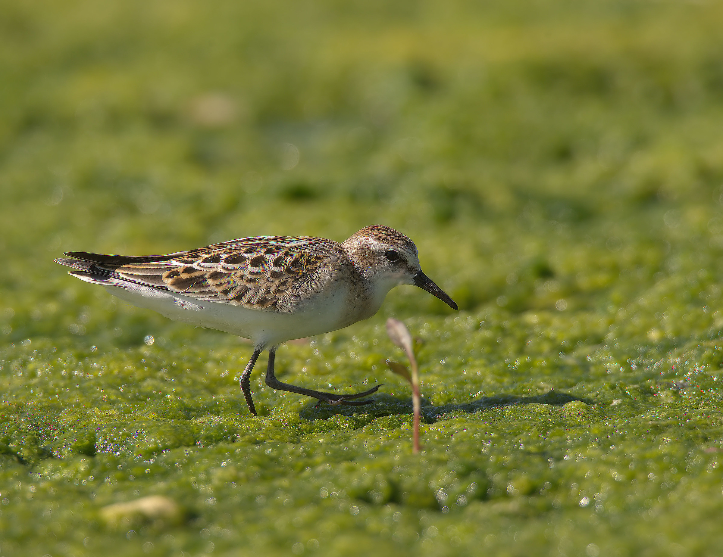 Gambecchio common juv