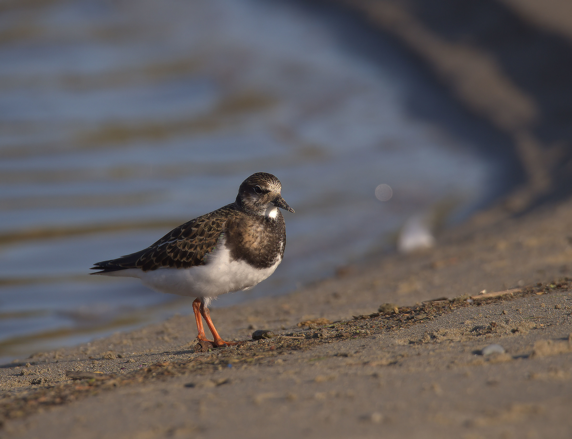 Turnstone