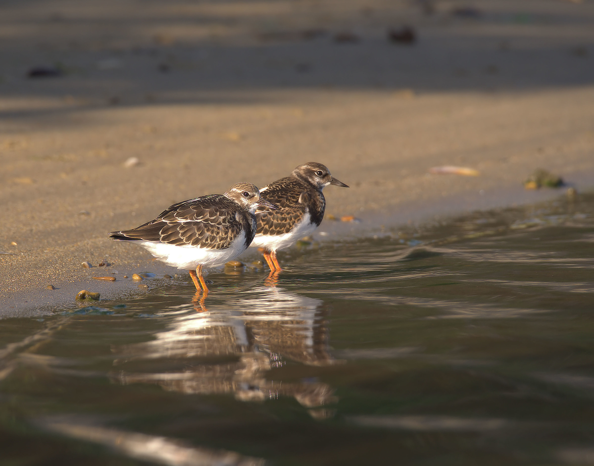 Turnstone