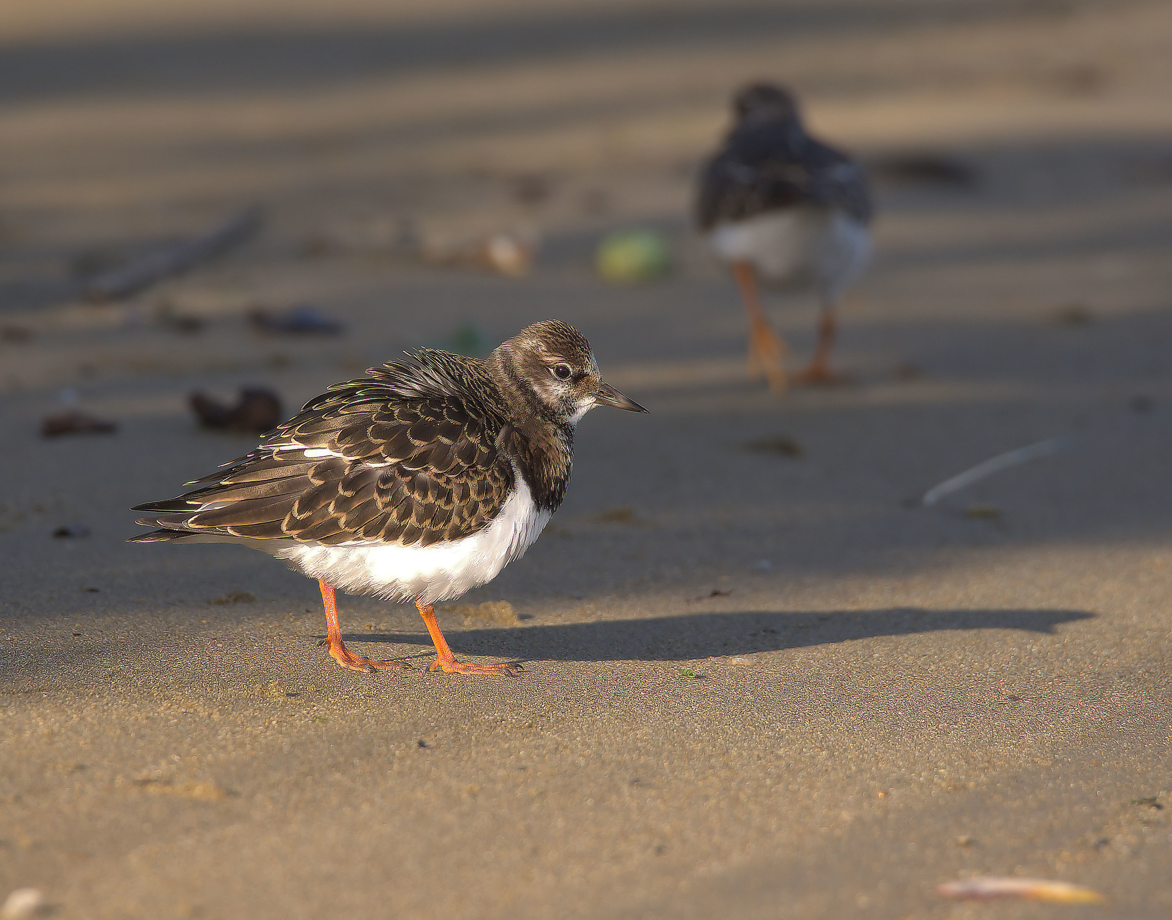 Turnstone