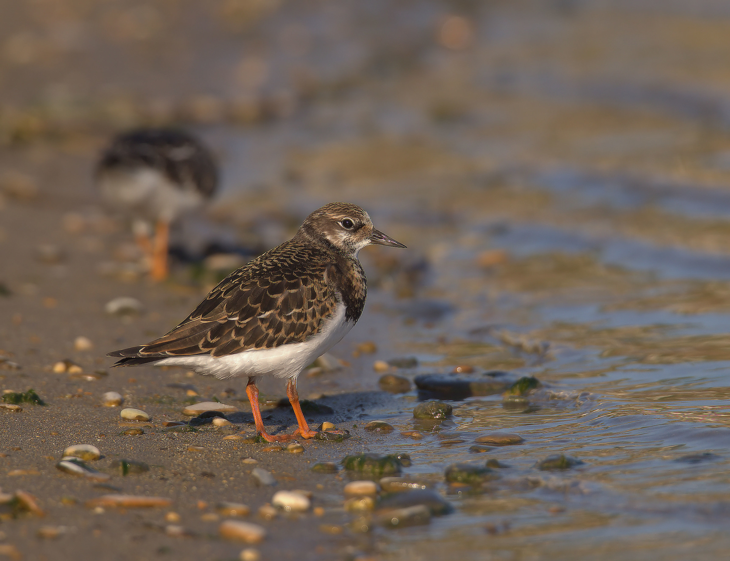 Turnstone