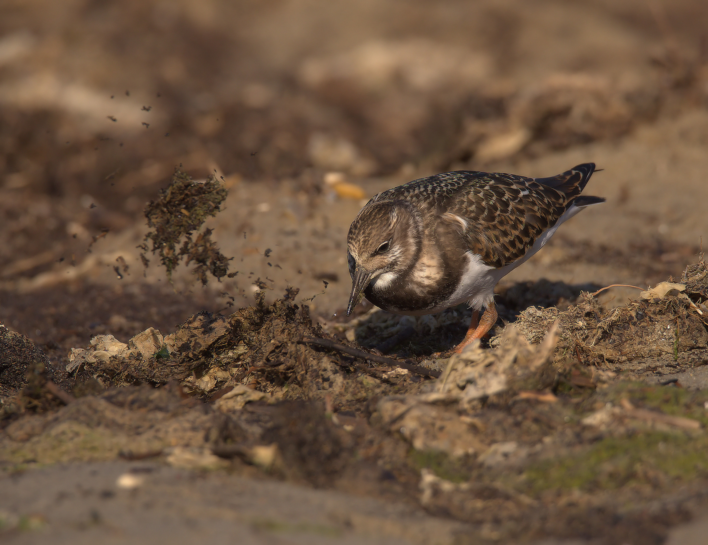 Turnstone