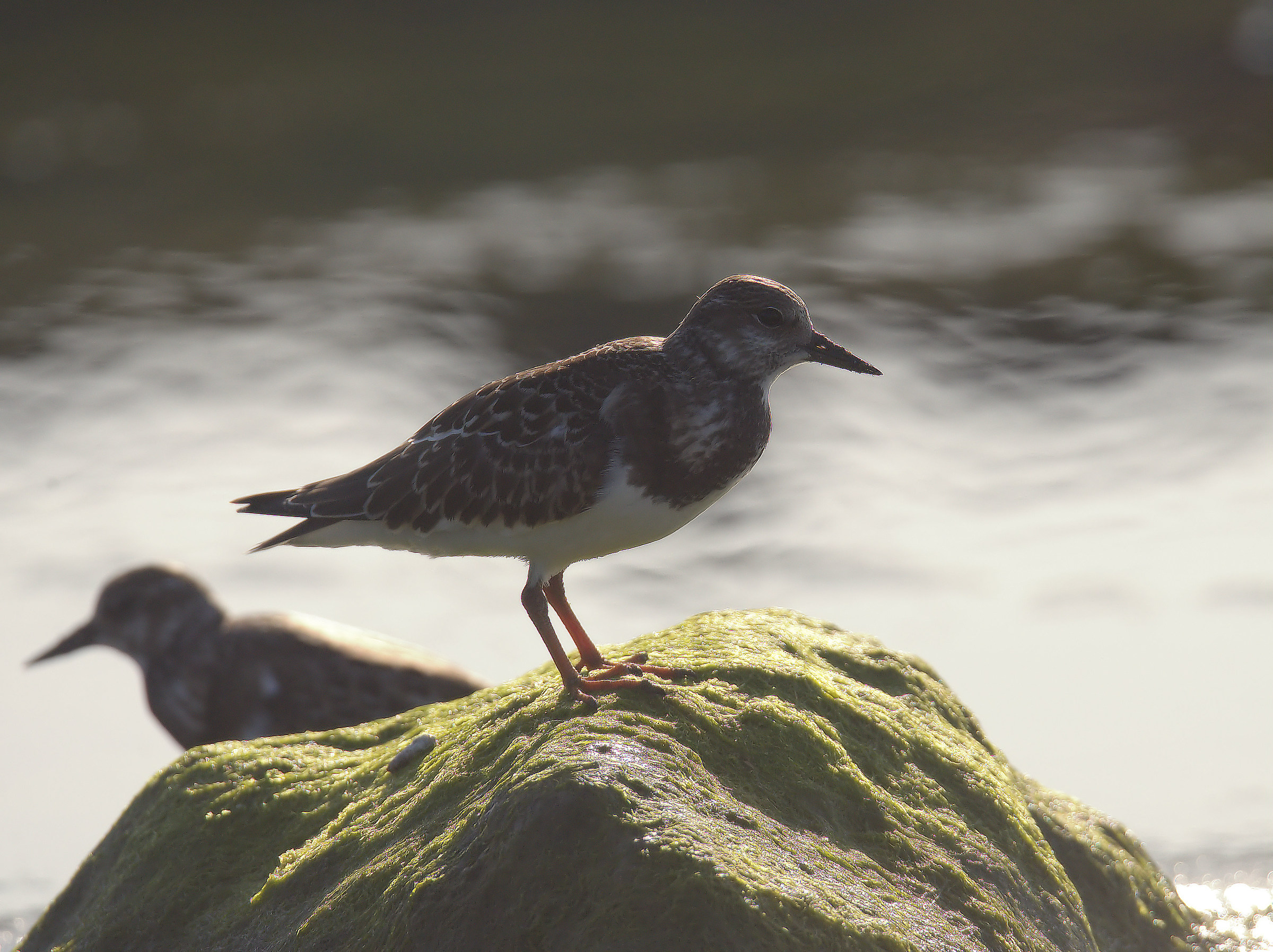 Turnstone