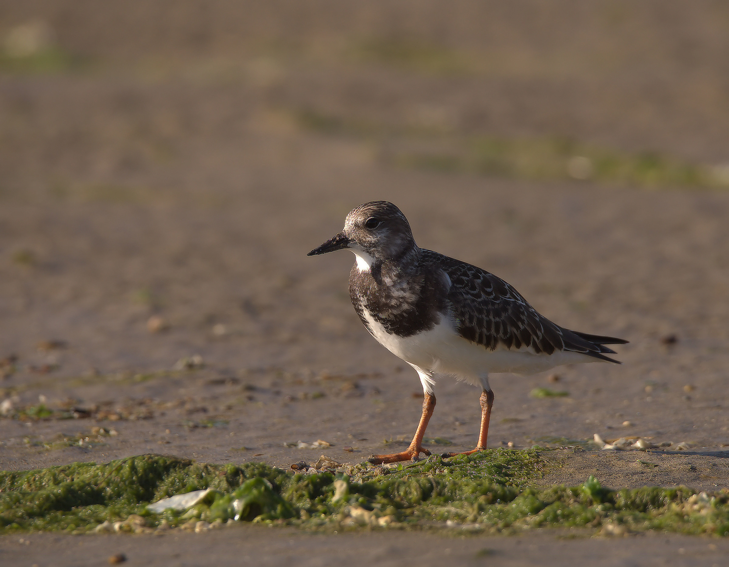Turnstone