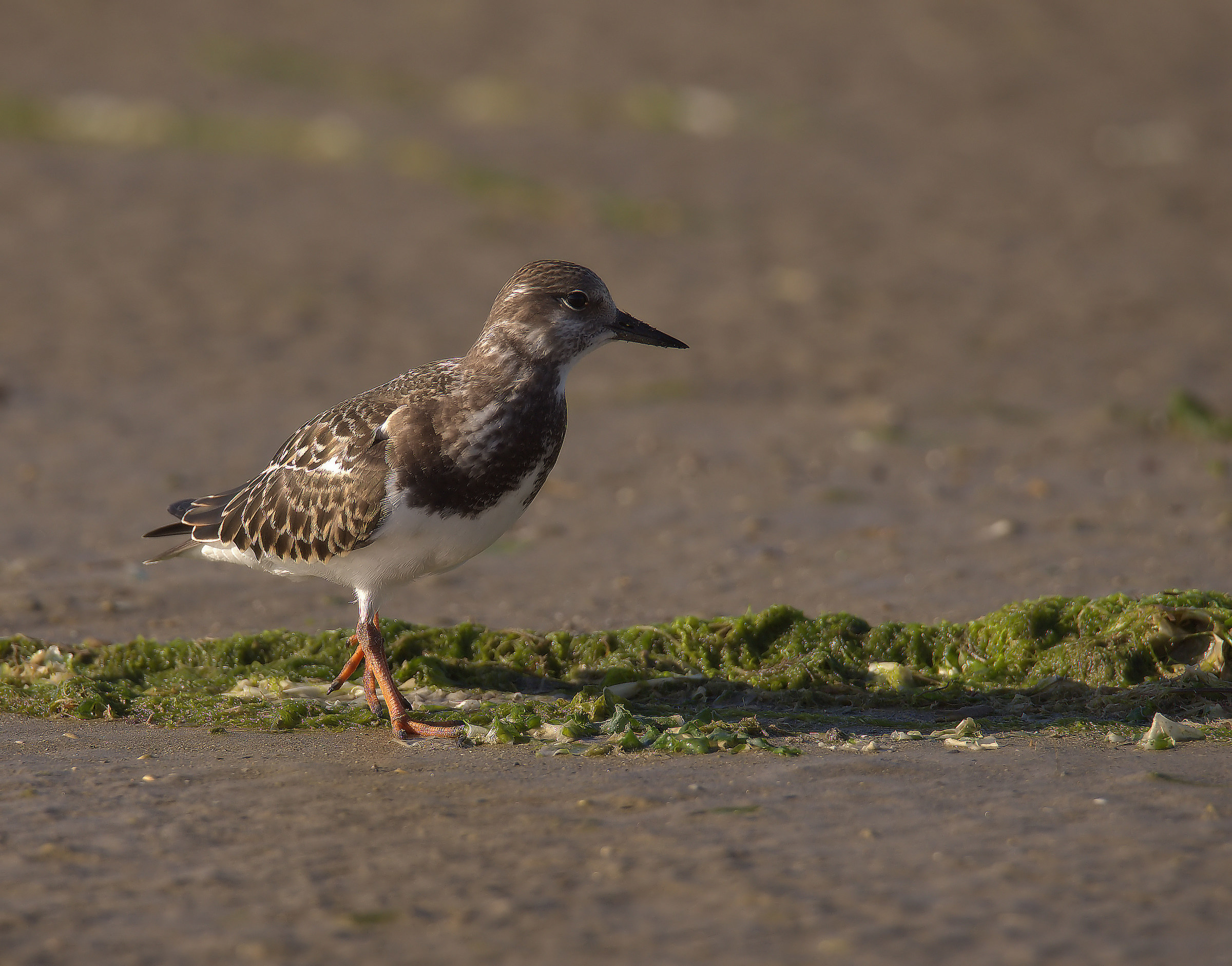 Turnstone
