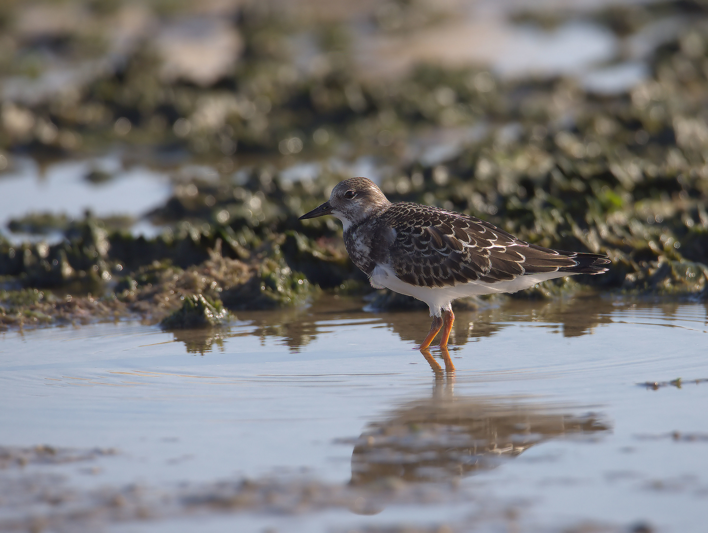 Turnstone