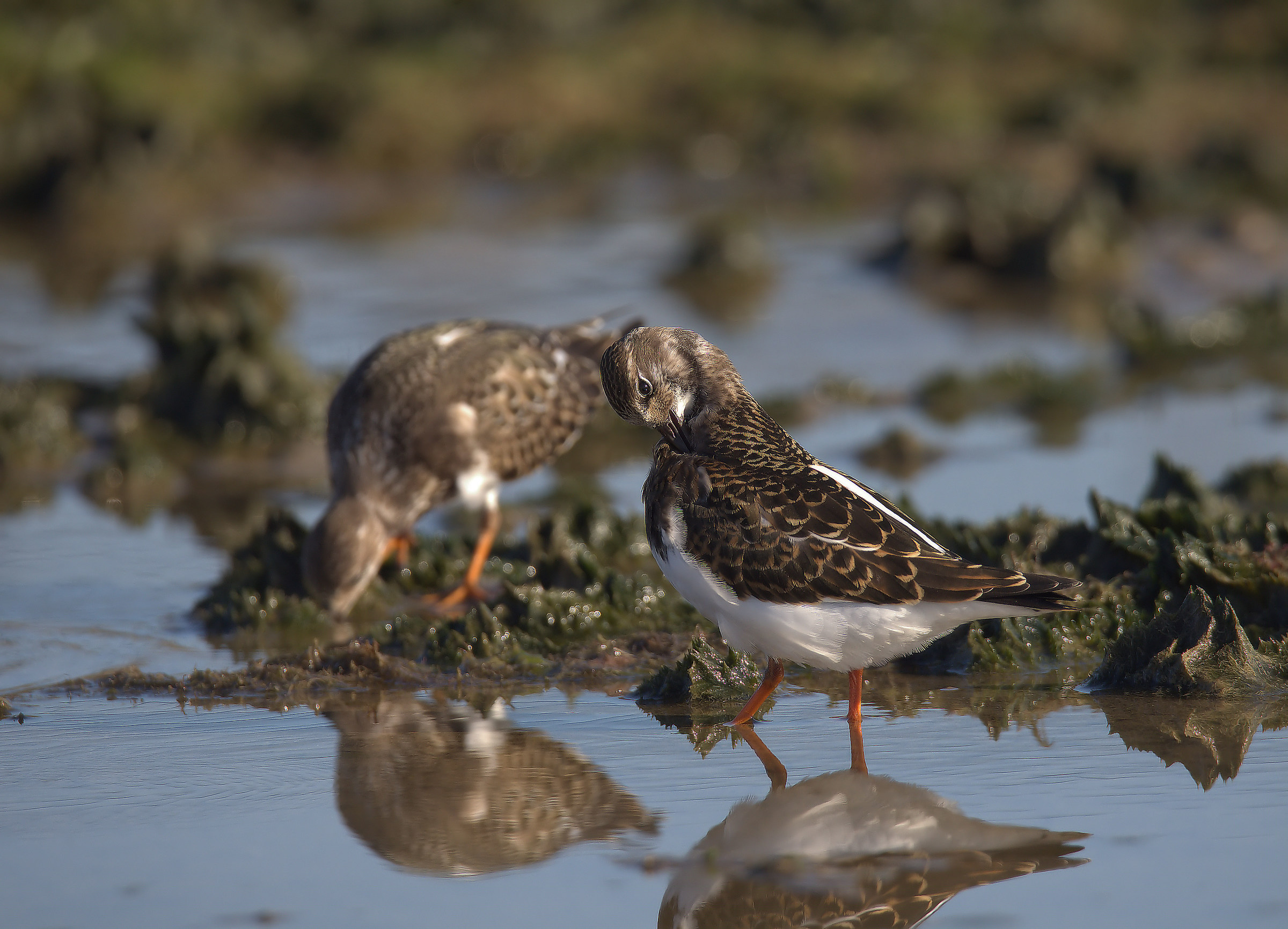 Turnstone