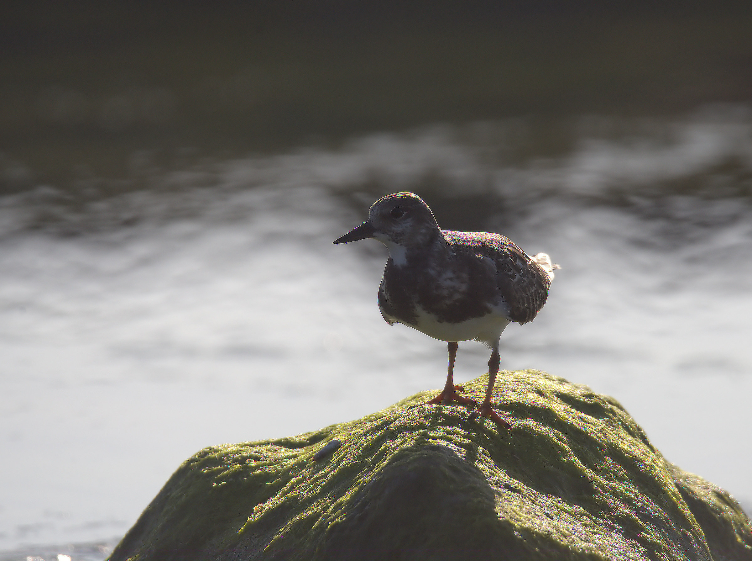 Turnstone