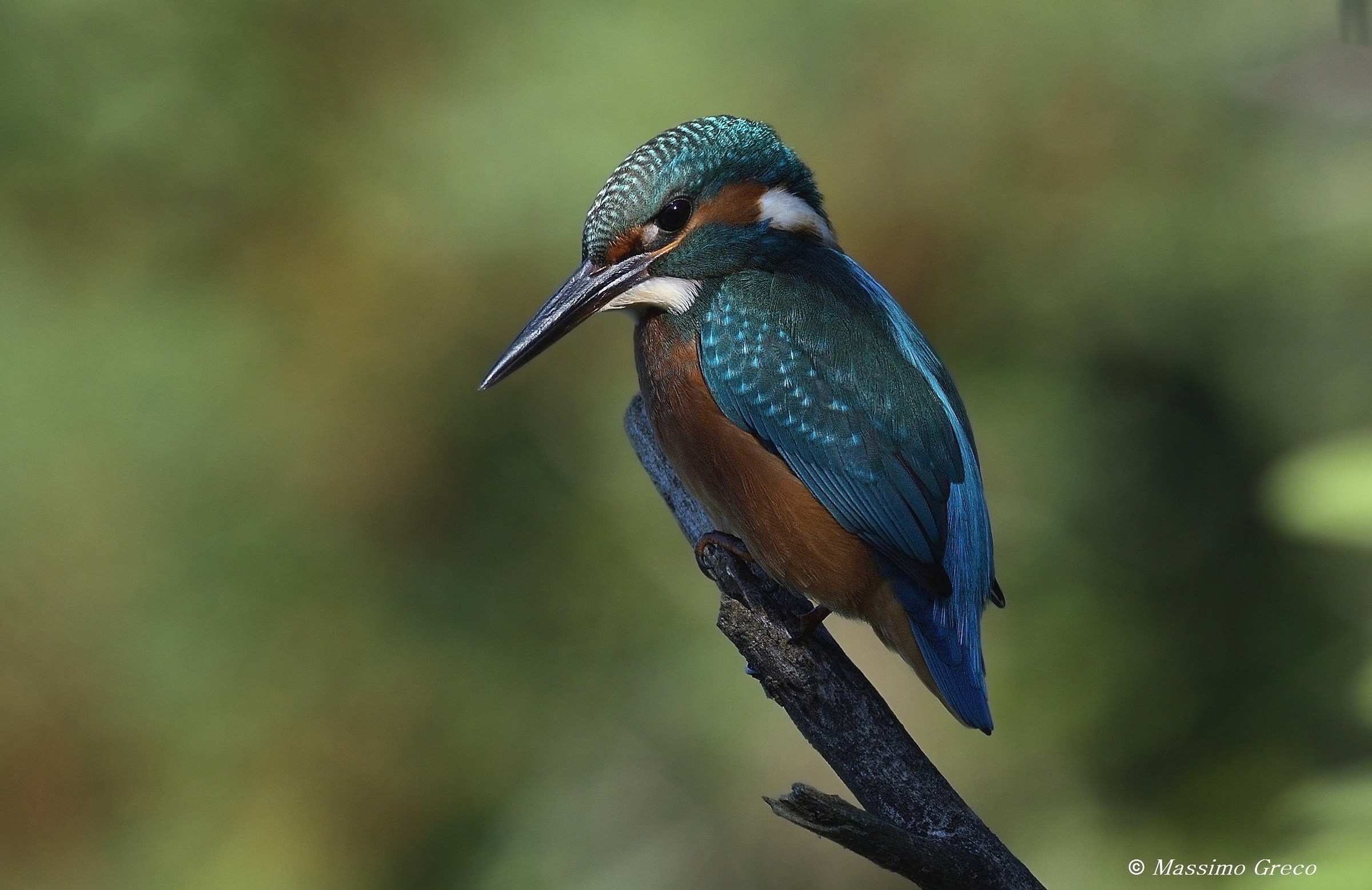 Martin pescatore in penombra