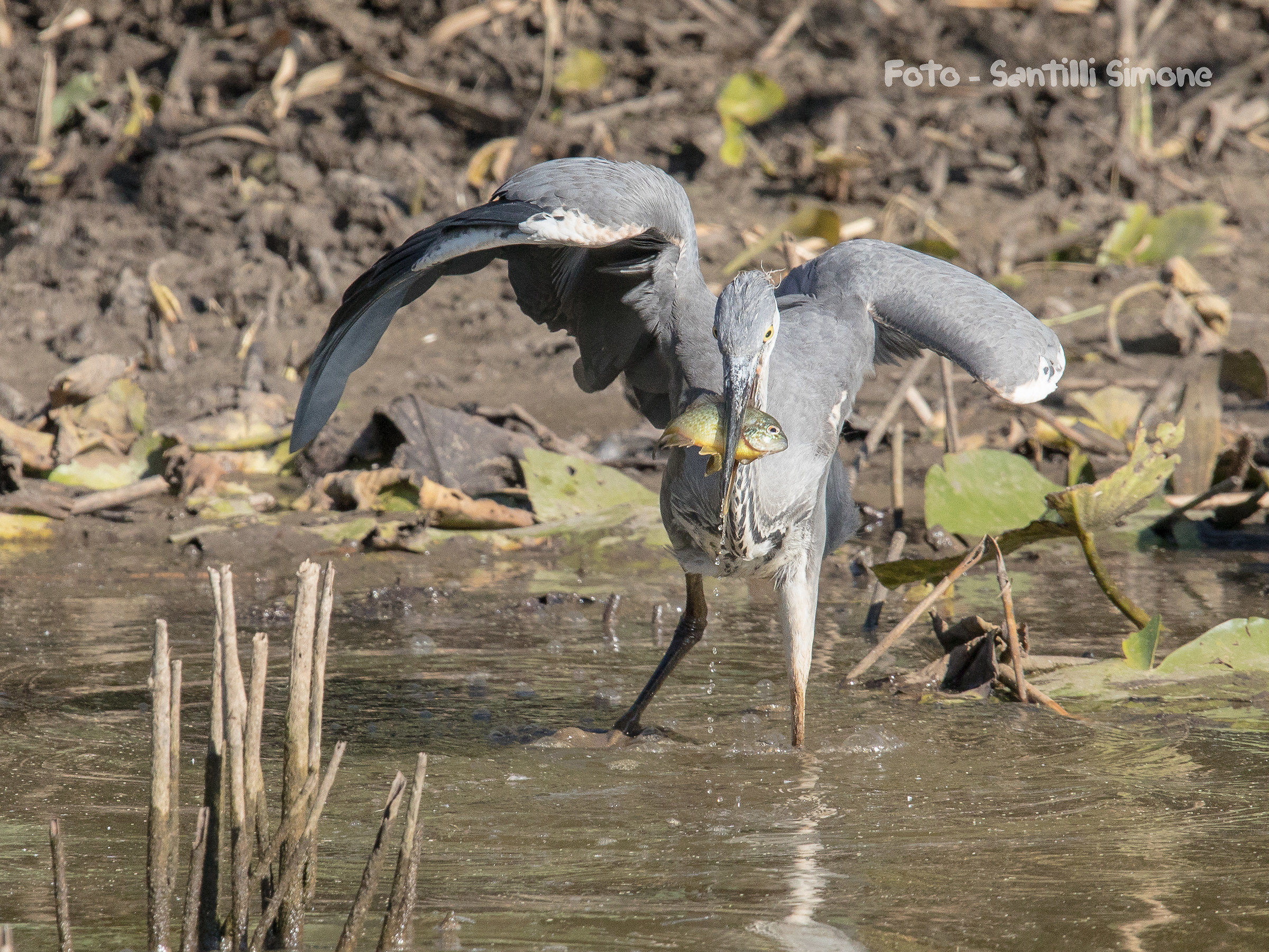 The expert and young heron