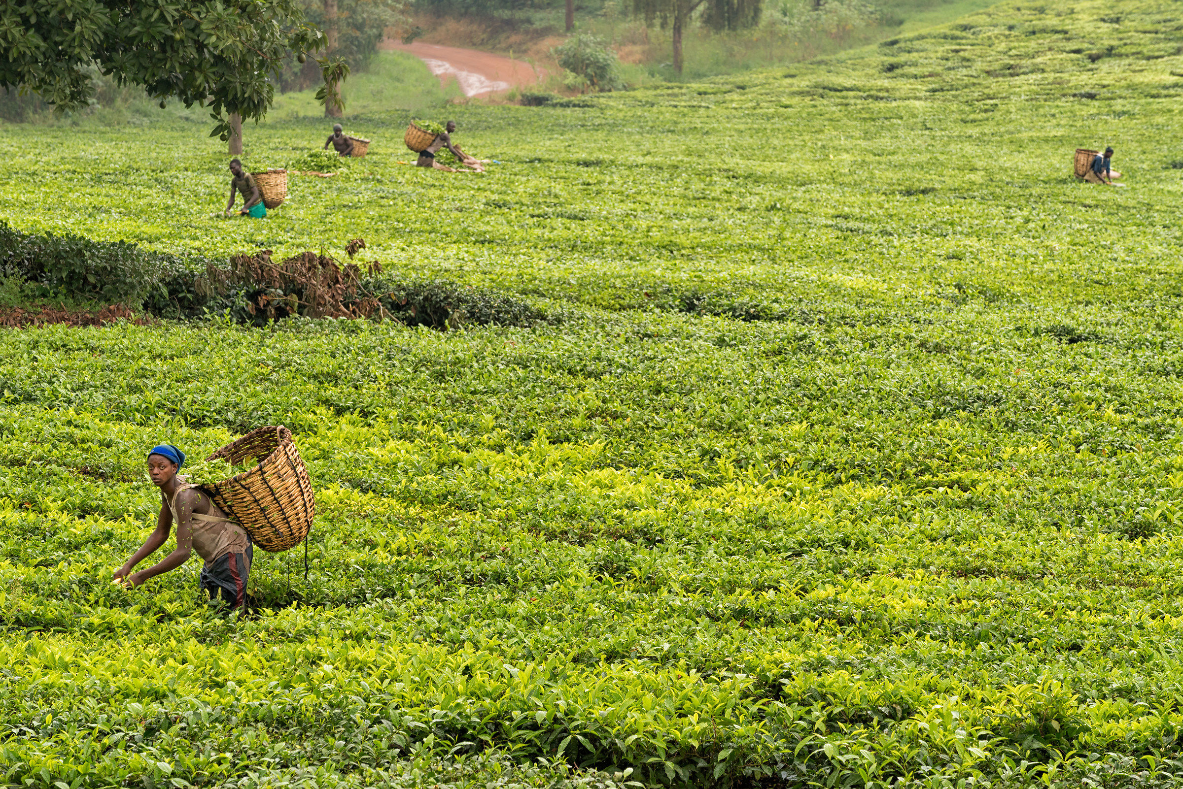 Tea plantation, Uganda