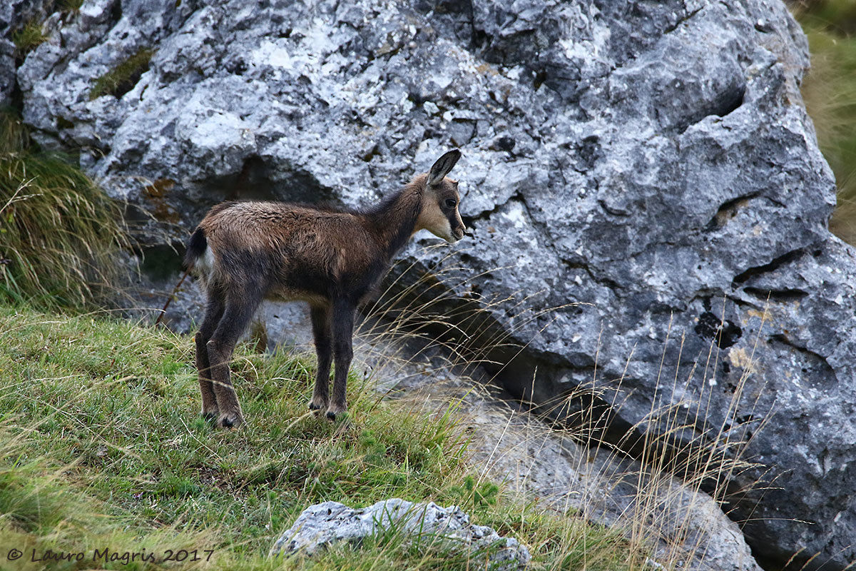 Baby camoscio