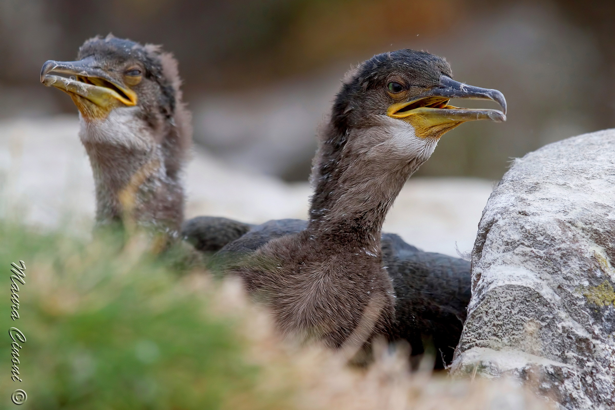 Cormorant: Pulli
