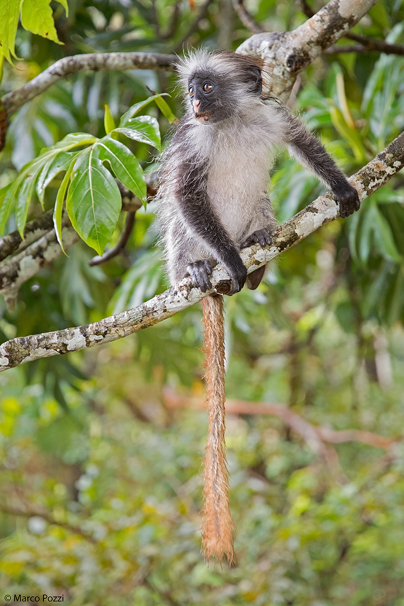 Little colobus