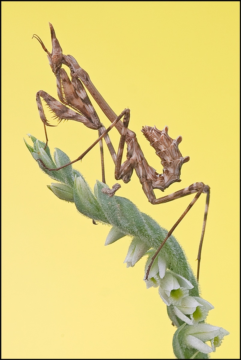 Empusa Pennata of Spirantes spiralis