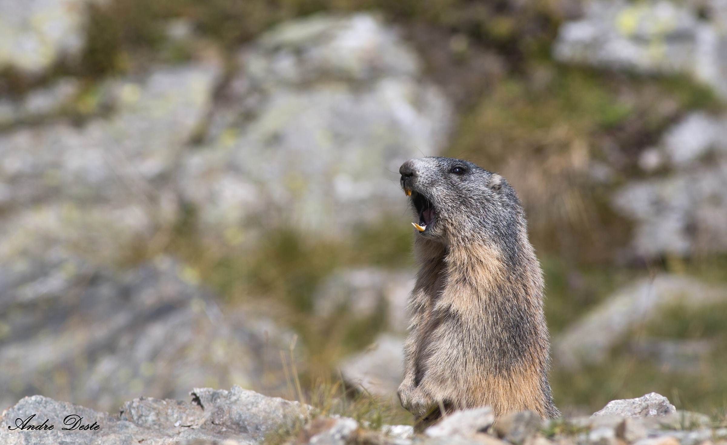 Marmotta remained open