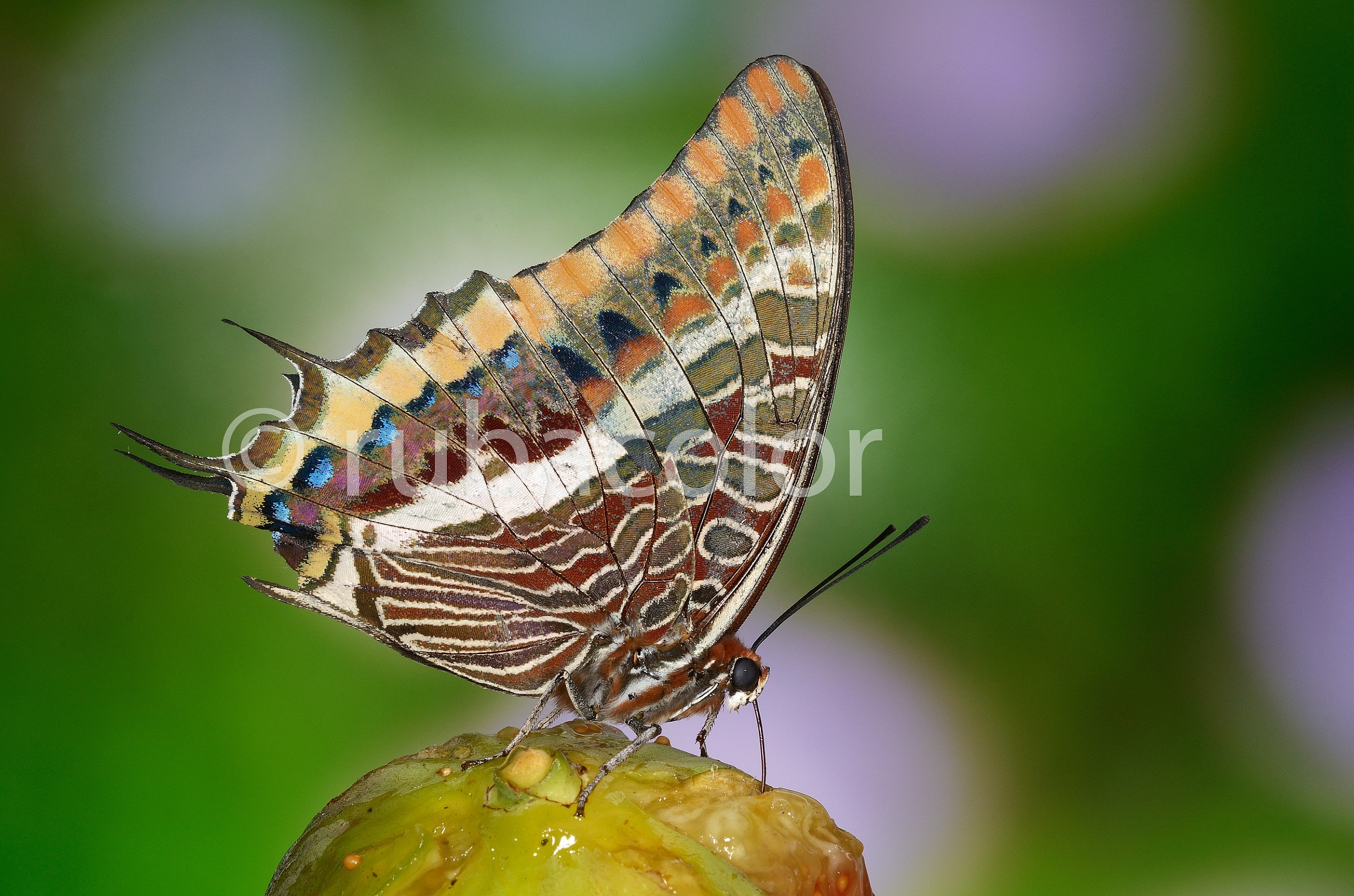 Stop for refueling on the fig tree, and then restart