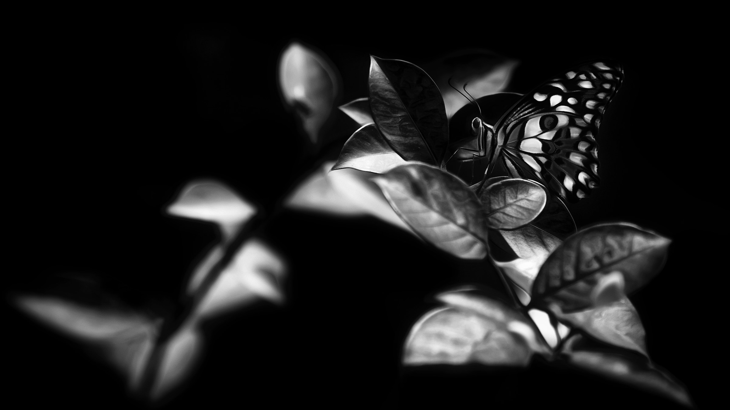 Black And White Butterfly