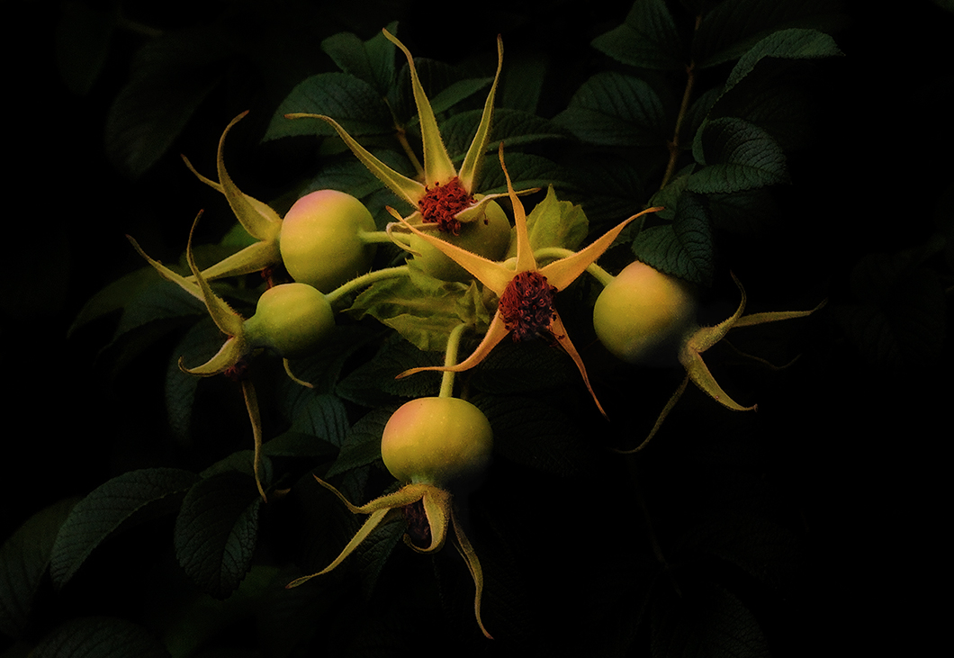 The wild rose paints